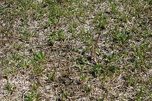 Pre Eco Lawn Grass: burnt out and weedy