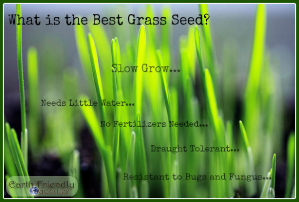 slow grow grass seed is the best grass seed