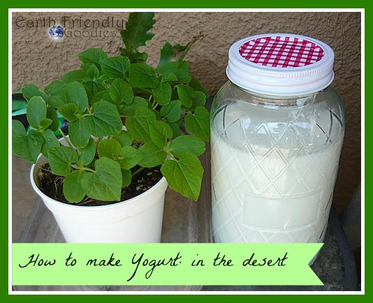 simple homemade yogurt