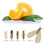 Orange Oil Termite Treatment