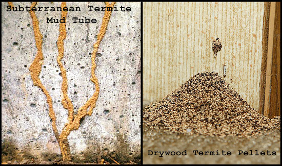 signs of termites